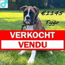Boxer Puberpup Tygo 291024 M(HU7968) 290425 verkocht - vendu.jpg