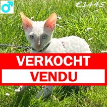 Cornish Rex 230425 M(BE6711) 270425 verkocht - vendu.jpg