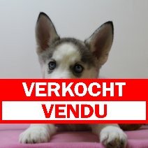 Husky pup vendu - verkocht.jpg