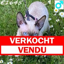 Cornish Rex 230425 M(BE6748) 270425 verkocht - vendu.jpg