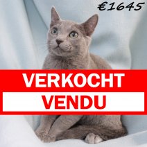 Blauwe Rus 211024 M(CZ7349) 020425 verkocht - vendu.jpg