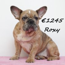 Franse Bulldog Roxy 260924 F(HU7848) 060425.jpg