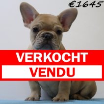 Franse Bulldog 060125 M(HU1105) 230425 verkocht - vendu.jpg