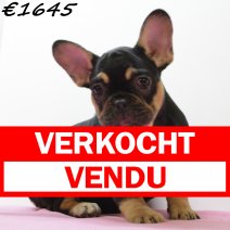 Franse Bulldog 050125 F(HU9708) 230425 verkocht - vendu.jpg