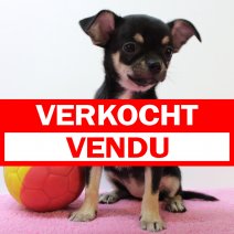 Chihuahua 140225 F(BE2872) 180425 verkocht - vendu.jpg