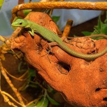 Greenkeel belied lizard 050525 1.jpg