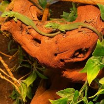 Greenkeel belied lizard 050525 3.jpg