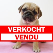Mops 260125 F(BE4512) 040425 verkocht - vendu.jpg
