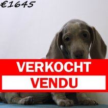 Teckel 060125 M(HU9697) 230425 verkocht - vendu.jpg