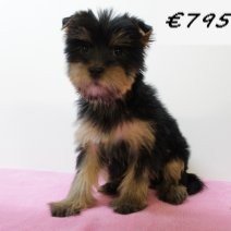 Yorkshire Terrier 061224 F(HU9634) 260325.jpg