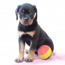 Rottweiler 010325 F (BE1864) 050525.JPG