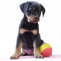 Rottweiler 010325 F (BE7959) 050525.JPG