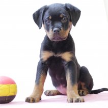 Rottweiler 010325 F (BE8843) 050525.JPG
