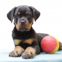 Rottweiler 010325 M (BE1556) 050525.JPG