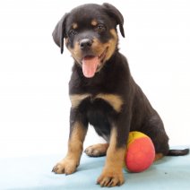 Rottweiler 010325 M (BE1953) 050525.JPG