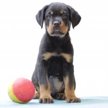 Rottweiler 010325 M (BE8248) 050525.JPG