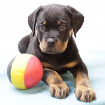 Rottweiler M 010325 (BE2339) 050525.JPG
