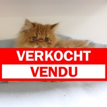 Exotic Longhair 311224 M(BE2907) 140425 verkocht - vendu.jpg