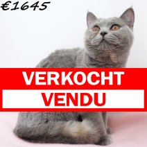 Britse Korthaar 021124 F(CZ4218) 160425 verkocht - vendu.jpg