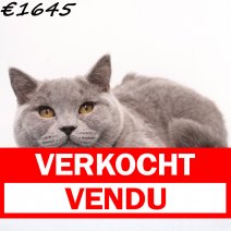 Britse Korthaar 021124 M(CZ4221) 160425 verkocht - vendu.jpg