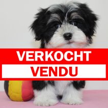 Havanezer 260225 F(BE2658) 020525 verkocht - vendu.jpg