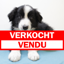 Border Collie 030225 M(BE6676) 020425 verkocht - vendu.png