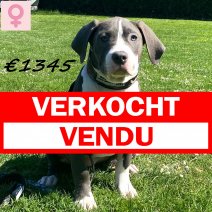 Bully XL 061224 F(HU9572) 300425 verkocht - vendu.jpg