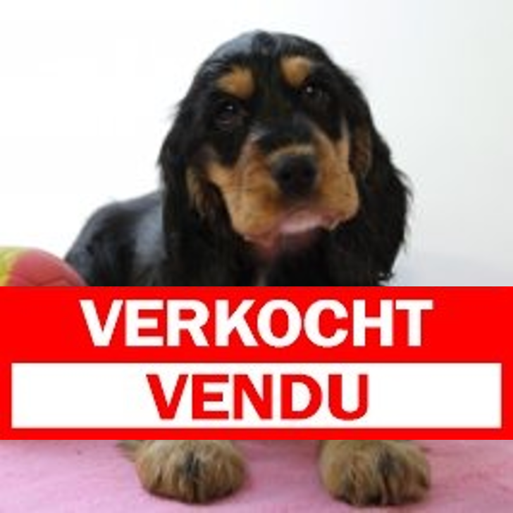 Engelse Cocker 040325 F(BE1477) 070525.verkocht