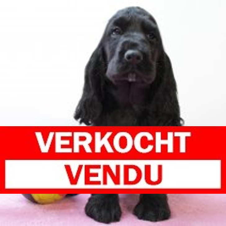Engelse Cocker 040325 F(BE4472) 070525.verkocht