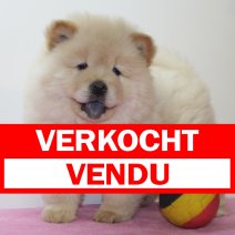 Chow Chow 060325 F(BE4354) 070525 verkocht - vendu.jpg