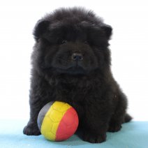 Chow Chow 060325 M(BE4285) 070525.jpg