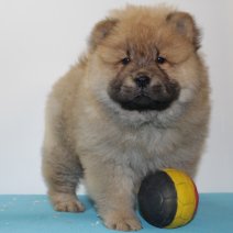 Chow Chow 060325 M(BE4388) 070525.jpg