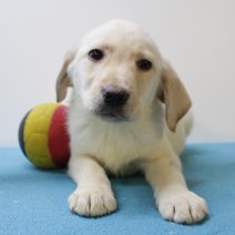 Labrador Retriever 080225 M(BE7267) 070525.jpg