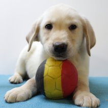 Labrador Retriever 080225 M(BE7263) 070525.jpg