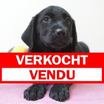Labrador Retriever 080225 F(BE7259) 070525 verkocht - vendu.jpg