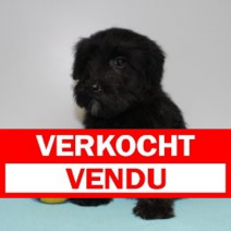 X schnauzer M 100225 (BE6760) 020525.verkocht