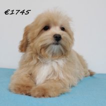maltipoo 131224(HU4381)090525..jpg