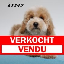 maltipoo verkocht - vendu .jpg