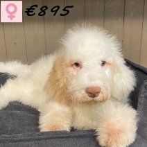 Lagotto Romagnolo 311024 F(HU7942) 150325.jpg