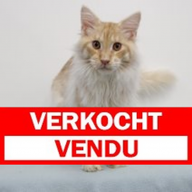Maine coon M 231224 (CZ4209) 060525.verkocht