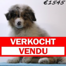 Australische Herder 030125 M(HU9728) 230425.verkocht