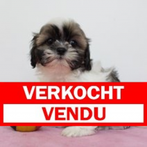 Lhasa Apso 300125 F (BE2927) 060425.verkocht