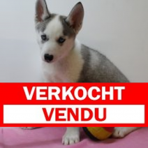 Siberische husky F 170225(BE2640) 250425.verkocht