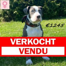 Bully XL 061224 F(HU9571) 300425.verkocht