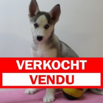 Siberische husky F 170225 (BE3209) 250425.verkocht