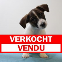 Jack Russel M 160225 (BE3118) 020525.verkocht