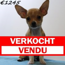 Chihuahua 030125 M(HU9657) 230425.verkocht