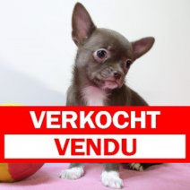Chihuahua 250225 F(BE3570) 010525.verkocht