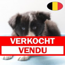 Border Collie 140225 M (BE5219) 150425.verkocht