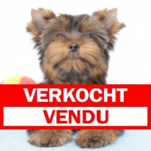 yorkshire M 020525(BE1838) 120525.verkocht